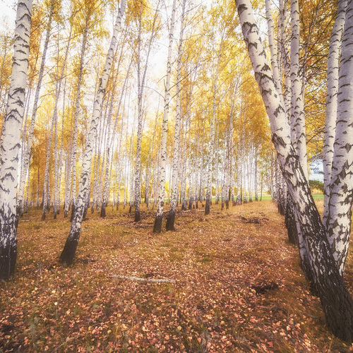 Photo #13842962