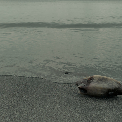Washed ashore