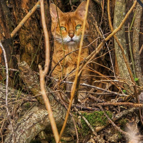 Кошка в лесу