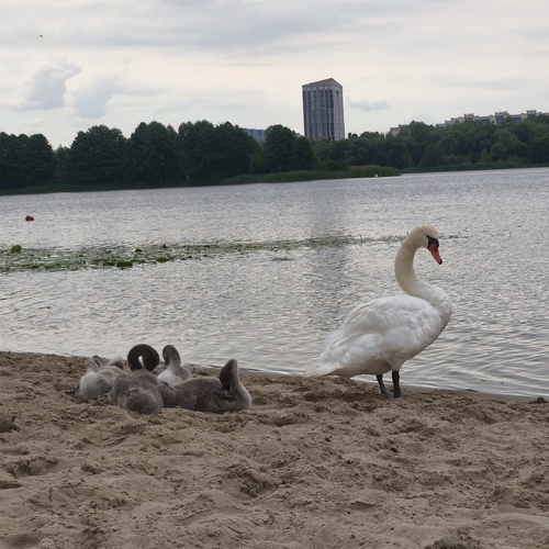 Photo #13845013