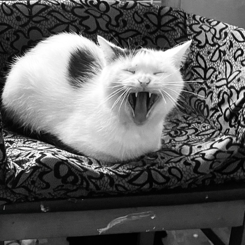 Photo #13845206