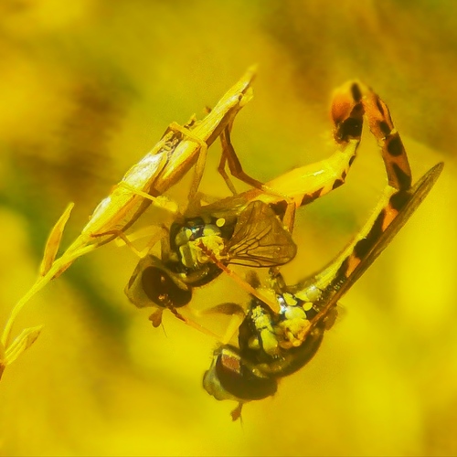 Reactive Flies.