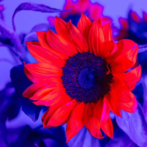 A beautiful detailed close up photograph showing a blooming sunflower helianthus annuus glowing bright red under blue ultraviolet fluorescence light during a sunny day