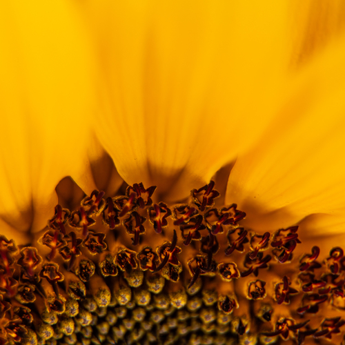 A beautiful detailed close up macro photograph showing a bright yellow sunflower helianthus annuus center seed florets blooming inside a sunny garden during a sunny day