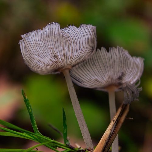 A beautiful detailed close up macro photograph showing two translucent small inkcap parasola plicatilis mushrooms growing near green grass blades in a dark forest during a sunny day