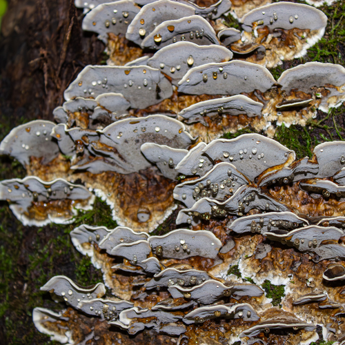 A beautiful detailed close up macro photograph showing wild bracket shelf fungus trametes versicolor mushrooms with water drops growing on a tree bark inside a dark forest during a sunny day