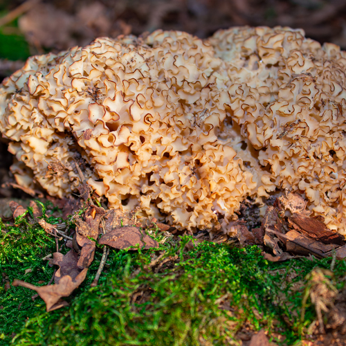 A detailed close up macro photograph showing a rare cauliflower mushroom sparassis crispa growing among forest soil leaves during a sunny day
