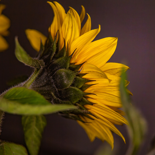 A beautiful detailed close up macro photograph showing the back view of a blooming yellow sunflower helianthus annuus with green stem leaves during a sunny day