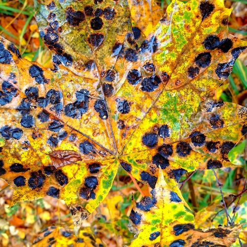 Photo #13845728