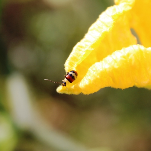 ID: Beetle and Pumpkin Flower