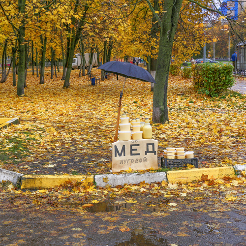 Элегия в жёлтых тонах