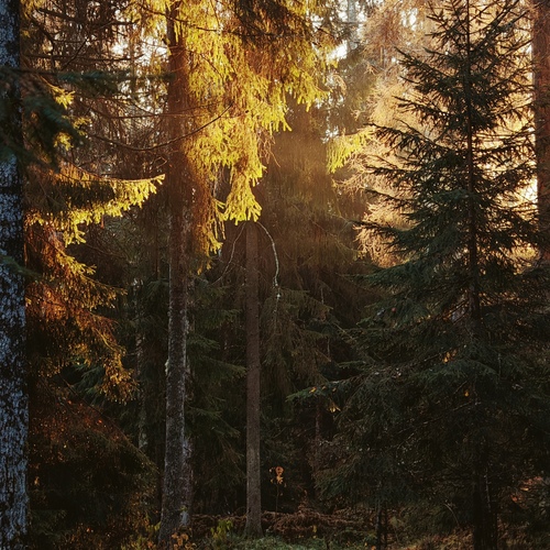 Лесная дорога.