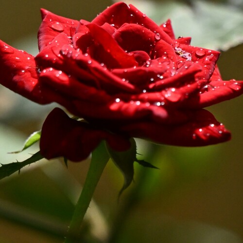 Red rose