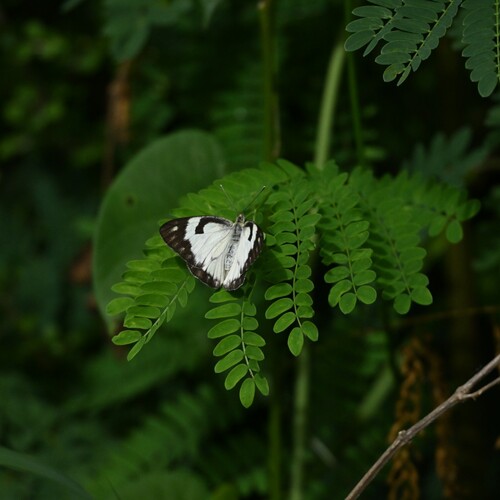 Caper white butterfly