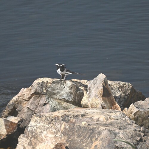 White broed wagatail bird