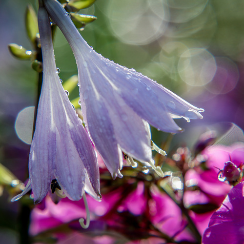 Photo #13848032