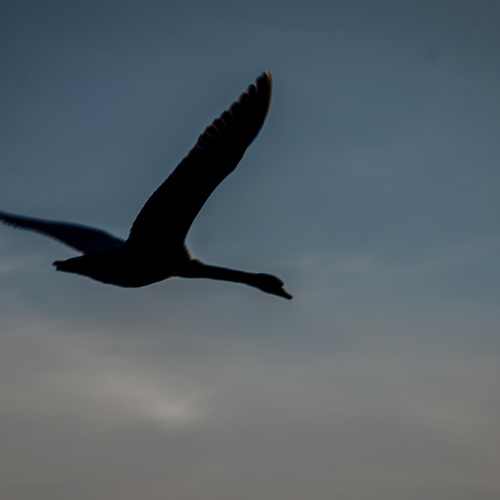 Photo #13848073