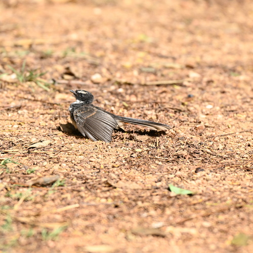 White-spotted fantail