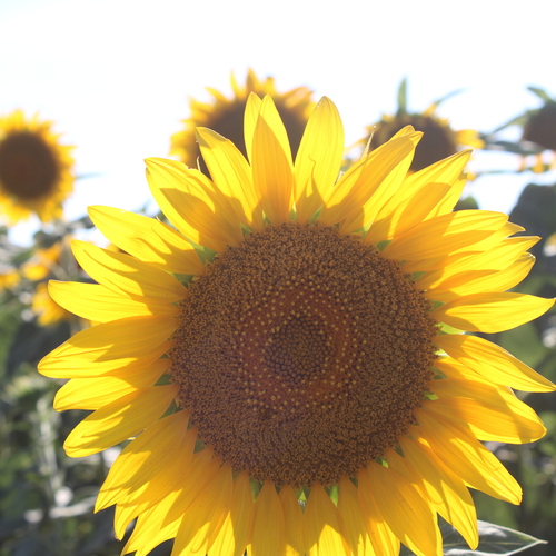 Photo #13848448