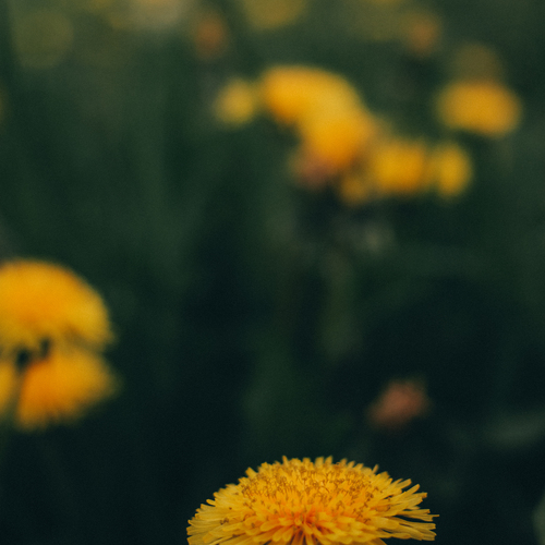 Photo #13848467