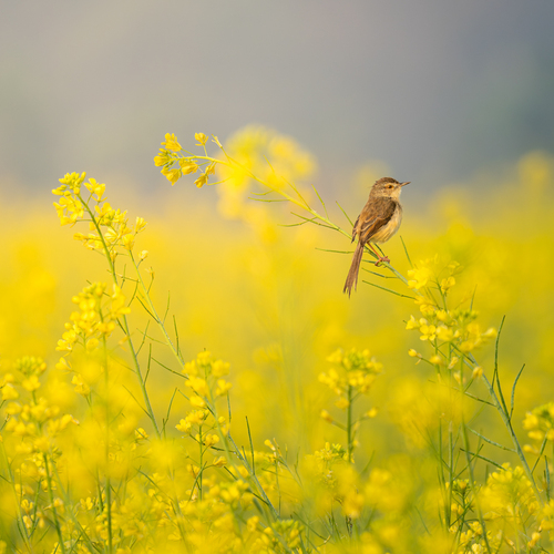 A Whisper in Gold