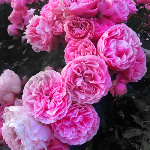 Photo #13848886
