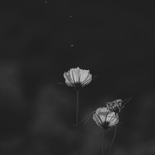 Cosmos and Flying Insects