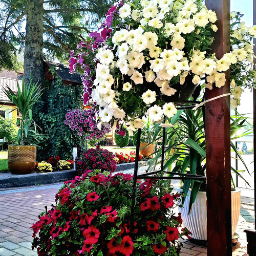 Floral Cascades and Quiet Paths