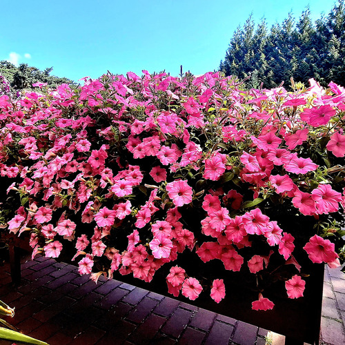 Vibrant Summer Cascade