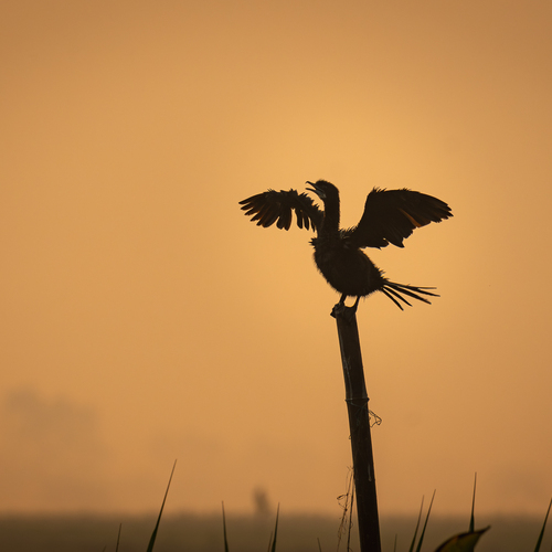 First Light