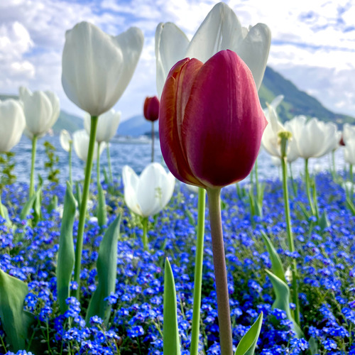 Fairyland
