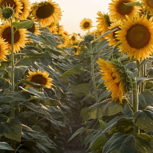 La magia dei girasoli