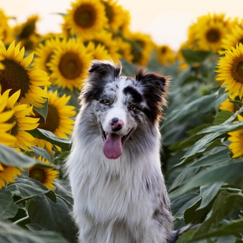 I only see sunflowers