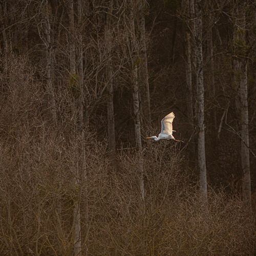 Photo #13849588