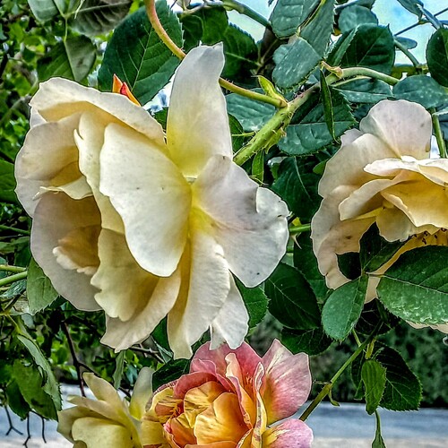 Photo #13849695