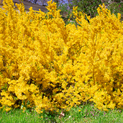 A magnificent wide shot of a massive blooming yellow forsythia bush growing next to a green grass field in a sunny spring park