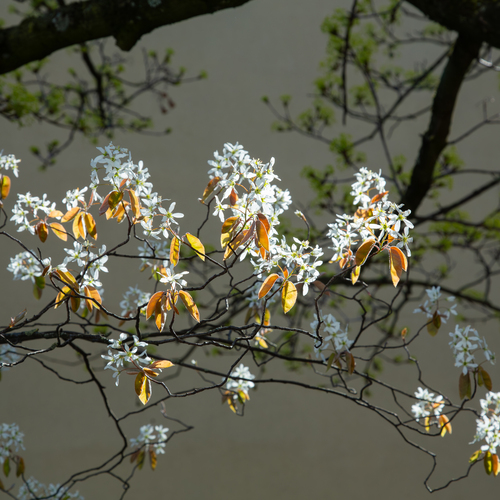 A beautiful close up photograph showing delicate blooming white amelanchier lamarckii flowers and bronze leaves on a branch under spring sunlight