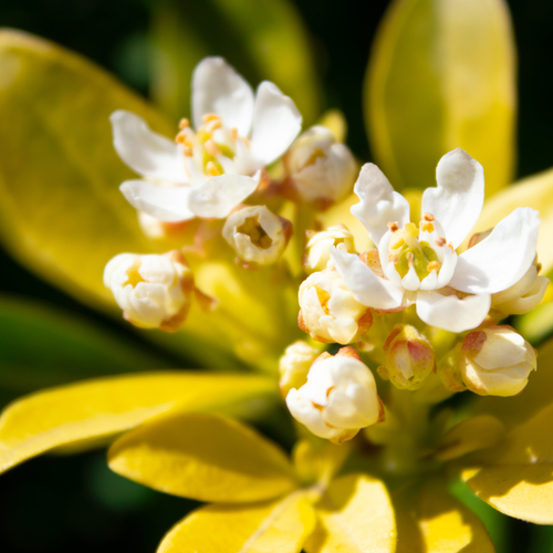 A magnificent close up macro photograph of blooming white flowers of a variegated Japanese pittosporum tobira shrub in a sunny spring garden
