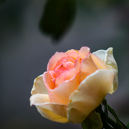 Photo #13850032