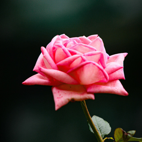 Photo #13850047