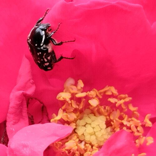 Photo #13850064