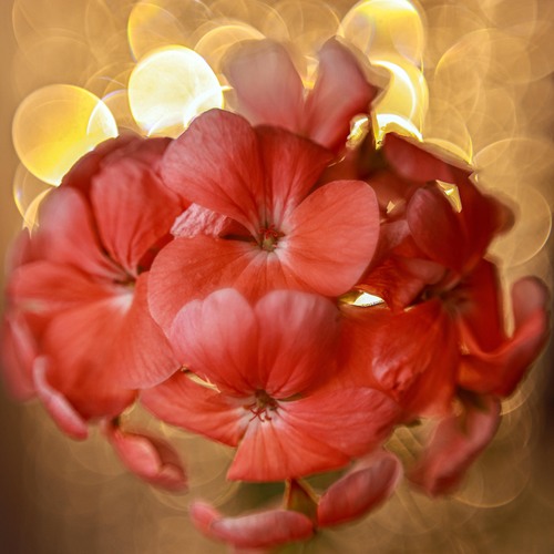 Photo #13850099