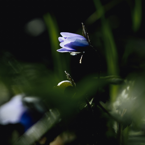 Photo #13850229