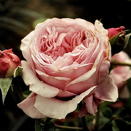 Photo #13850410