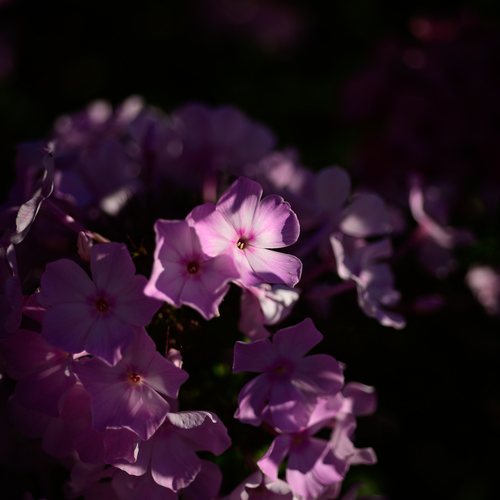 Photo #13850477