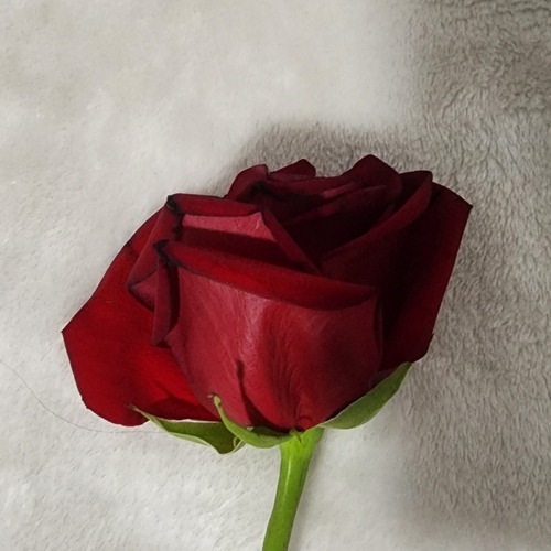 Photo #13850847