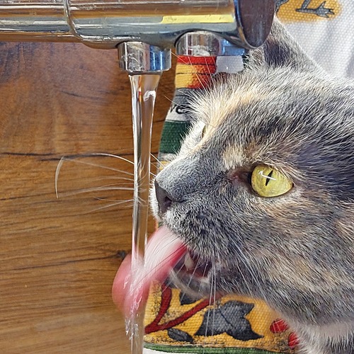 Photo #13851056