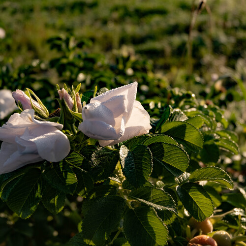 Photo #13851107