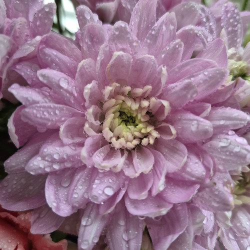 Photo #13851181