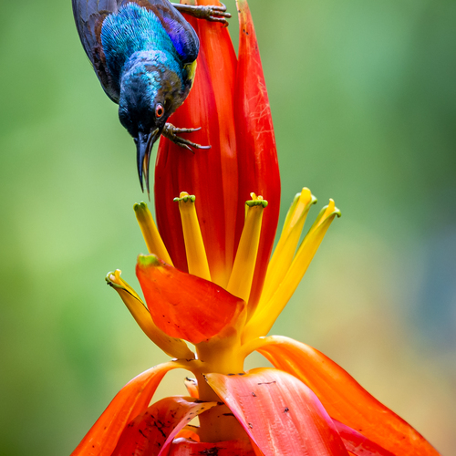 Nature Colours